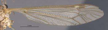 Media type: image;   Entomology 10355 Aspect: Wing front